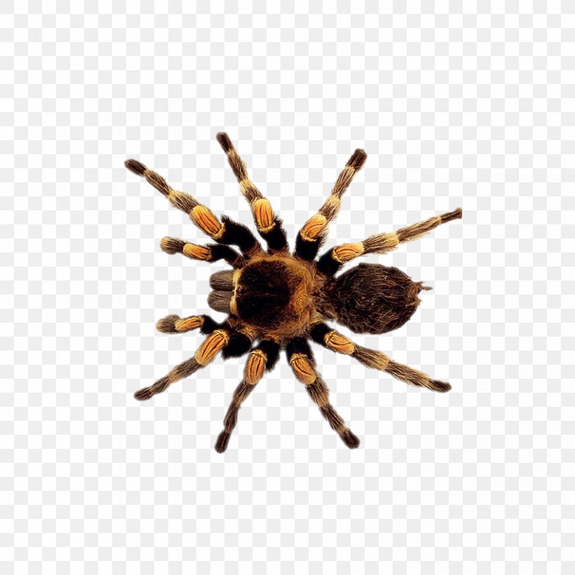Legend Of The Christmas Spider Clip Art, PNG, 851x851px, Spider, Arachnid, Arthropod, Display Resolution, Image File Formats Download Free