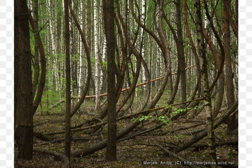 Valdivian Temperate Rain Forest Temperate Coniferous Forest Rainforest Tropical And Subtropical Coniferous Forests, PNG, 900x600px, Valdivian Temperate Rain Forest, Biome, Branch, Broadleaved Tree, Cedar Download Free