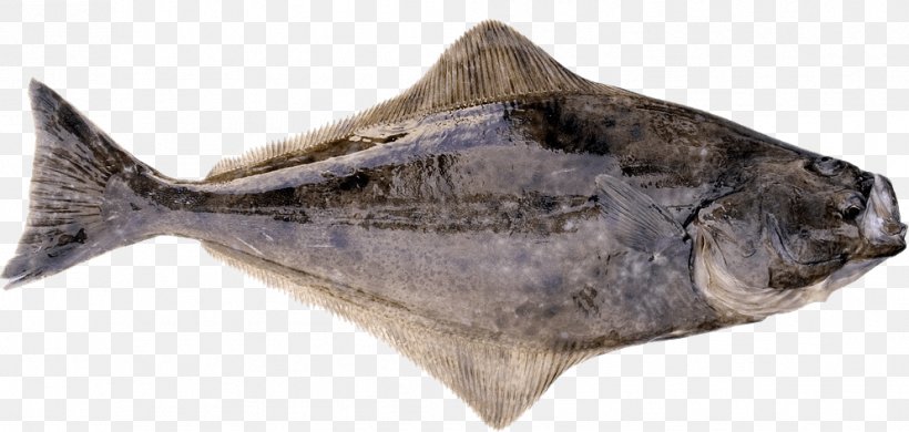 International Pacific Halibut Commission Flatfish Pacific Cod, PNG, 993x473px, Pacific Halibut, Animal Figure, California Halibut, Chinook Salmon, Dabs Download Free