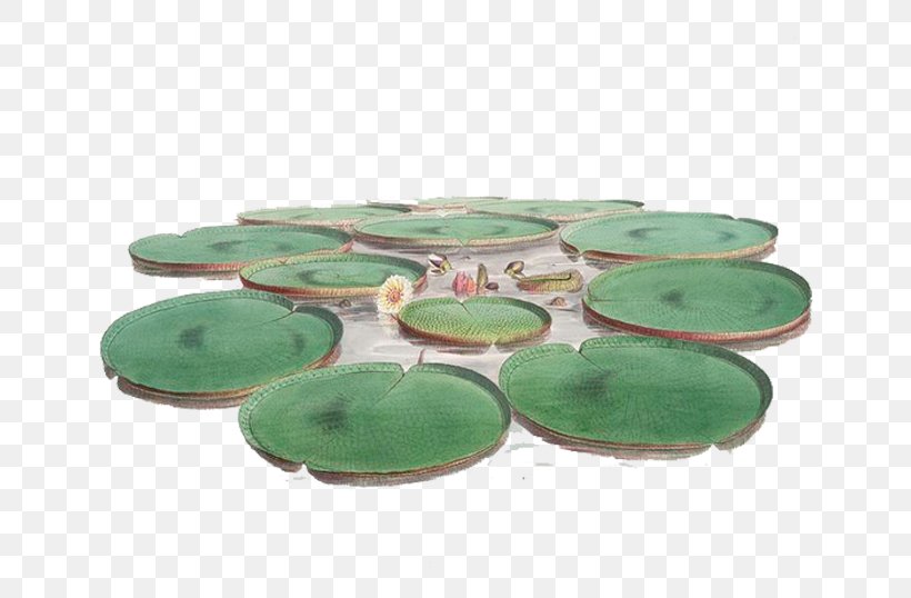 Kew Gardens Victoria Amazonica Nymphaea Alba Amazon Rainforest Plant, PNG, 700x538px, Kew Gardens, Amazon Rainforest, Botany, Ceramic, Dishware Download Free