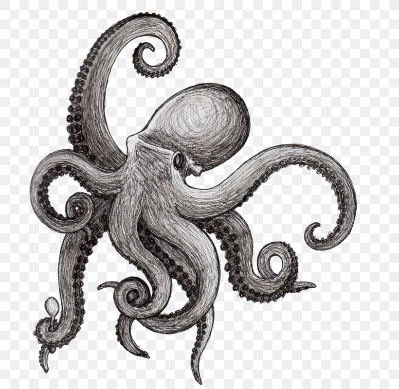 Octopus Drawing Squid Kraken Cephalopod, PNG, 715x800px, Octopus, Black And White, Cephalopod, Drawing, Enteroctopus Dofleini Download Free