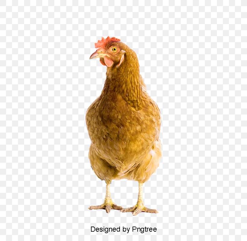 Rooster Chicken Image Psd, PNG, 800x800px, Rooster, Beak, Bird, Chicken, Egg Download Free