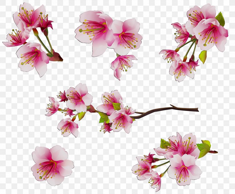 Moth Orchids Floral Design Cut Flowers ST.AU.150 MIN.V.UNC.NR AD, PNG, 4829x3991px, Moth Orchids, Artificial Flower, Blossom, Branch, Cherries Download Free