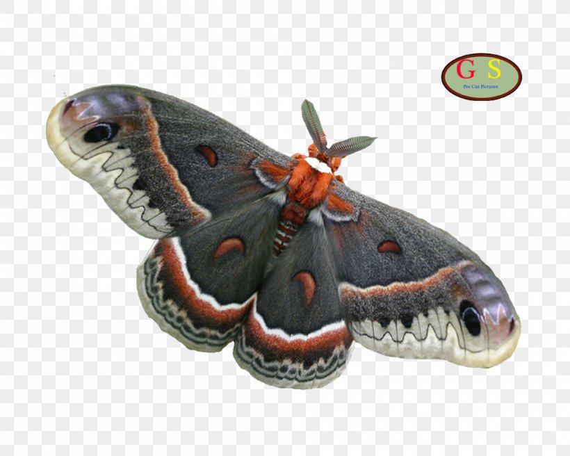 Silkworm Butterflies And Moths Cecropia Moth, PNG, 1000x800px, Silkworm, Arthropod, Bombycidae, Butterflies And Moths, Butterfly Download Free