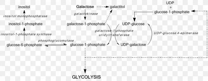 UDP-glucose 4-epimerase Galactose Epimerase Deficiency Galactosemia Uridine Diphosphate Glucose, PNG, 882x344px, Watercolor, Cartoon, Flower, Frame, Heart Download Free