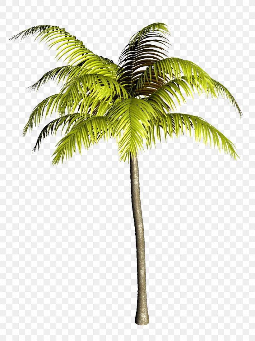 Asian Palmyra Palm Coconut Babassu Palm Trees Clip Art, PNG, 933x1251px ...