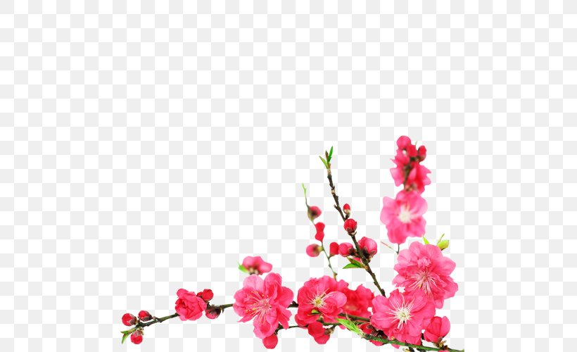 Cherry Blossom Flower Stock Photography, PNG, 500x500px, Blossom, Branch, Cherry, Cherry Blossom, Cut Flowers Download Free