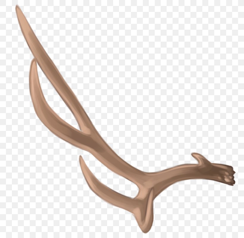 Deer Antler Material, PNG, 800x800px, Deer, Antler, Horn, Material Download Free