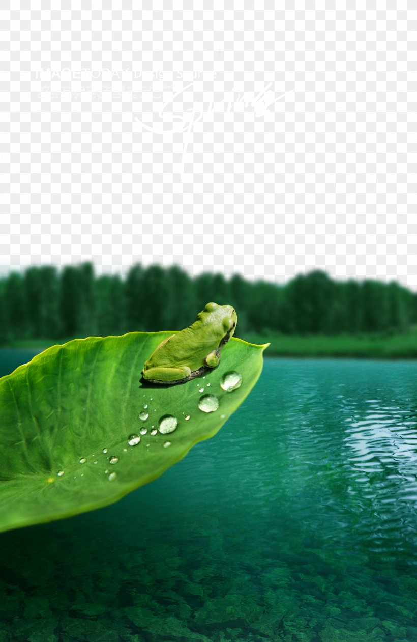 Frog Landscape, PNG, 2600x4000px, Frog, Fukei, Grass, Green, Grenouille Verte Download Free