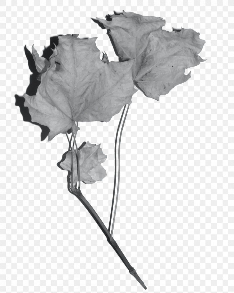 Rose, PNG, 1200x1500px, Cut Flowers, Black And White M, Flora, Flower, Leaf Download Free