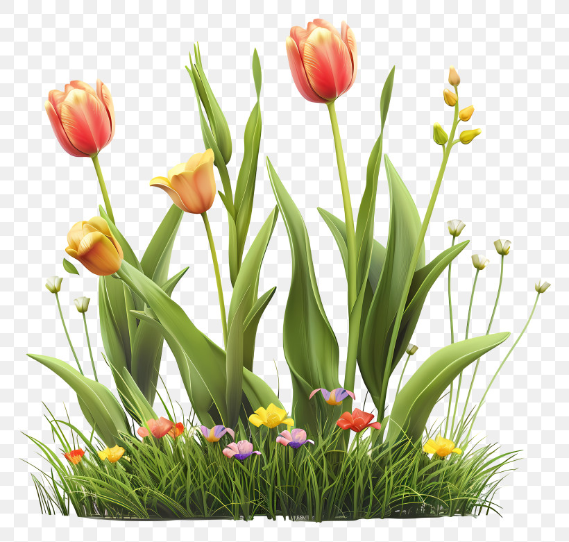 Tulips - Colorful Tulips In A Garden PNG