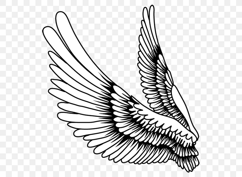 Eagle Wings Drawing Realistic - Drawing Skill