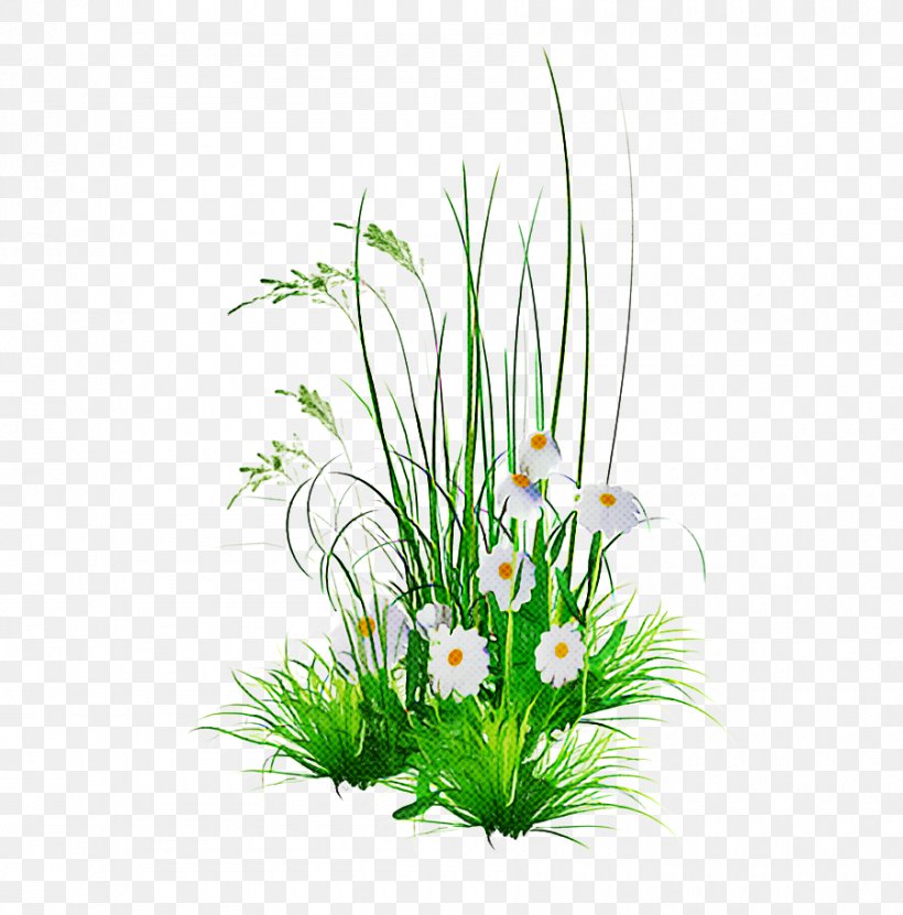Grass Plant Aquarium Decor Flower Flowerpot, PNG, 900x913px, Grass, Aquarium Decor, Chives, Flower, Flowering Plant Download Free