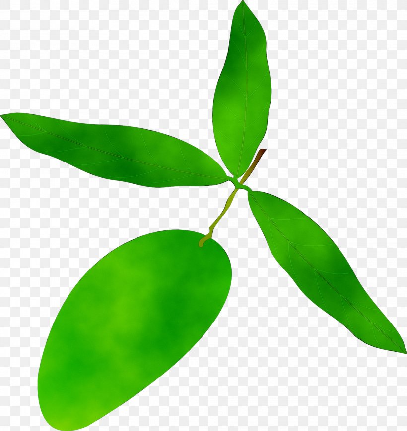 Leaf Plant Stem, PNG, 2024x2149px, Leaf, Botany, Flower, Flowering Plant, Green Download Free