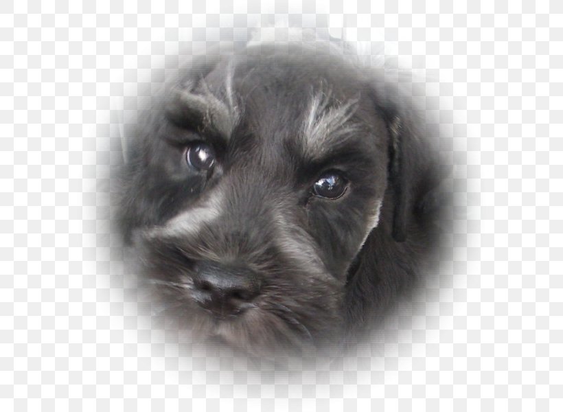 Miniature Schnauzer Standard Schnauzer Schnoodle Puppy Affenpinscher, PNG, 600x600px, Miniature Schnauzer, Affenpinscher, Bolonka, Breed, Cairn Terrier Download Free