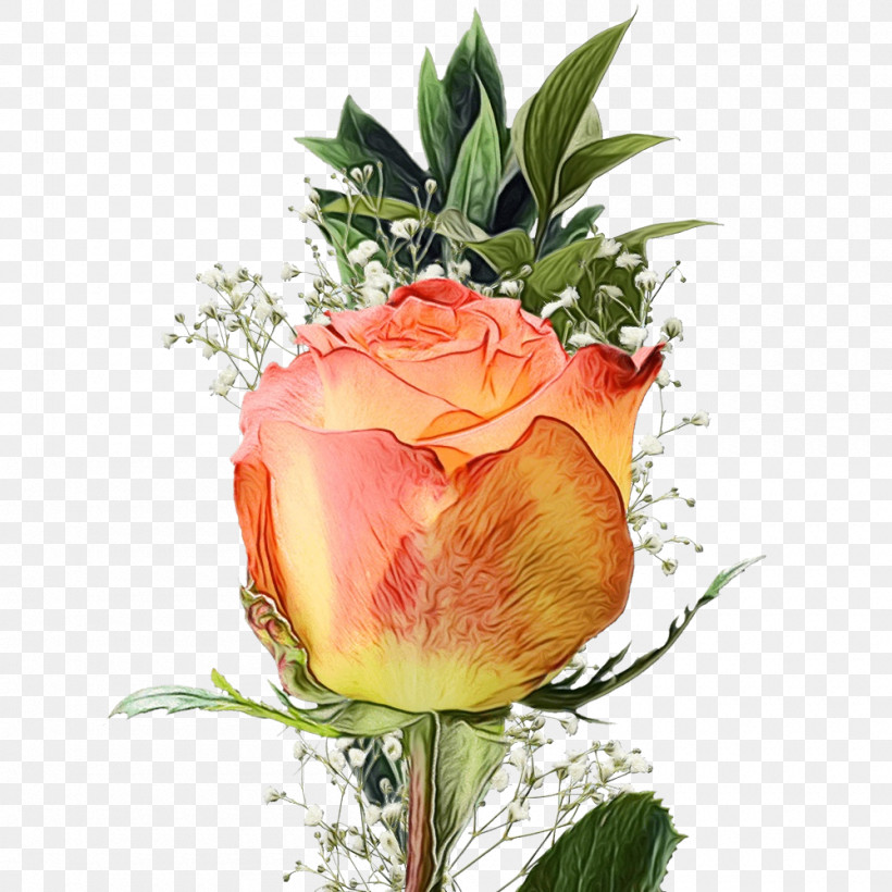 Garden Roses, PNG, 1000x1000px, Watercolor, Bud, Cabbage Rose, Cut Flowers, Floral Design Download Free
