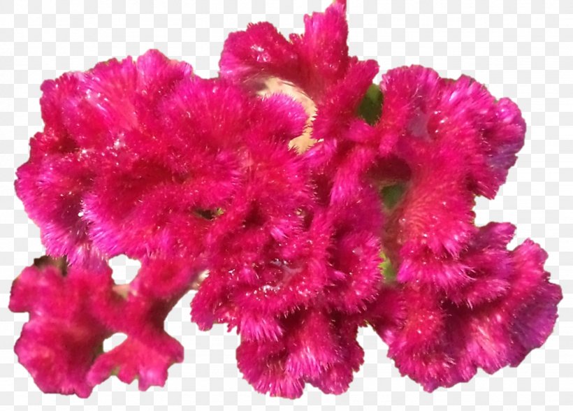 Pink M Cut Flowers Petal Comb, PNG, 1437x1032px, Pink M, Amaranth Family, Annual Plant, Comb, Cut Flowers Download Free