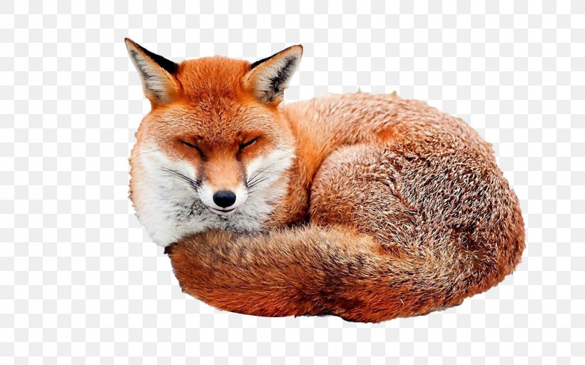 Red Fox Desktop Wallpaper Image Illustration, PNG, 1600x1000px, Red Fox, Animal, Art, Carnivoran, Dog Like Mammal Download Free