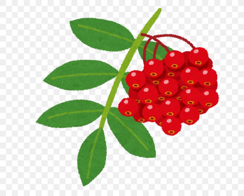 いらすとや Silver Buffaloberry Sorbus Commixta Tomoni, PNG, 688x660px, Silver Buffaloberry, Acerola Family, Animal, Aronia, Barbados Cherry Download Free