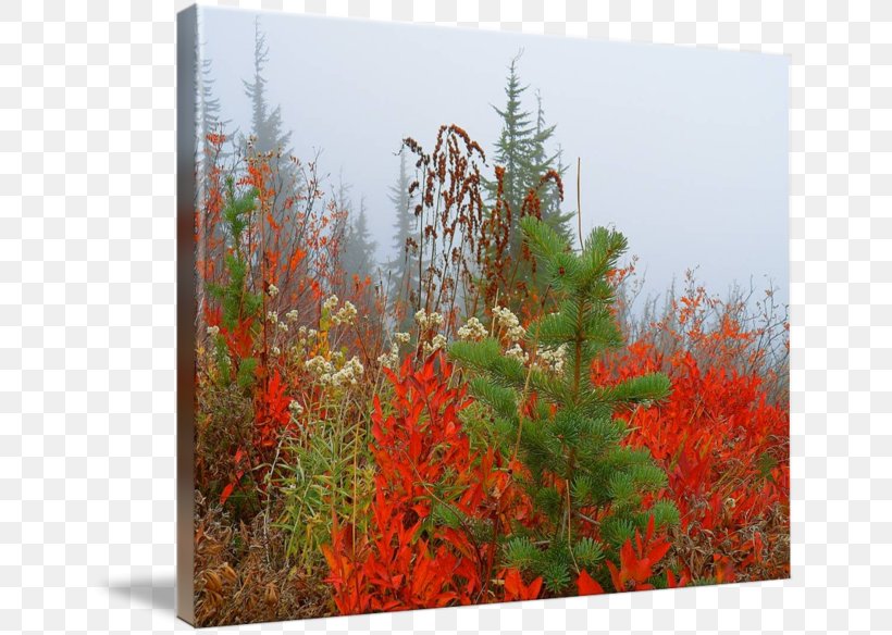 Desktop Wallpaper Autumn Flora, PNG, 650x584px, Autumn, Cash Advance, Ecosystem, Flora, Flower Download Free