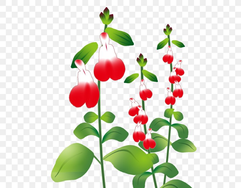 チェリーセージ Illustration Common Sage Plants Herb, PNG, 640x640px, Common Sage, Cherries, Flora, Floral Design, Flower Download Free