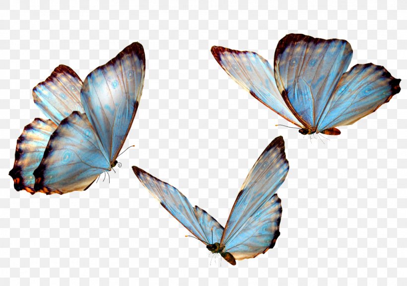 Clip Art Image Vector Graphics Transparency, PNG, 1024x721px, Butterfly, Art, Arthropod, Artist, Brush Footed Butterfly Download Free