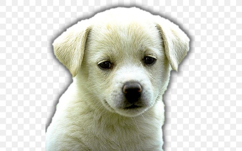 Puppy Labrador Retriever Golden Retriever Rottweiler Dalmatian Dog, PNG, 512x512px, Puppy, Animal, Boo, Canaan Dog, Carnivoran Download Free