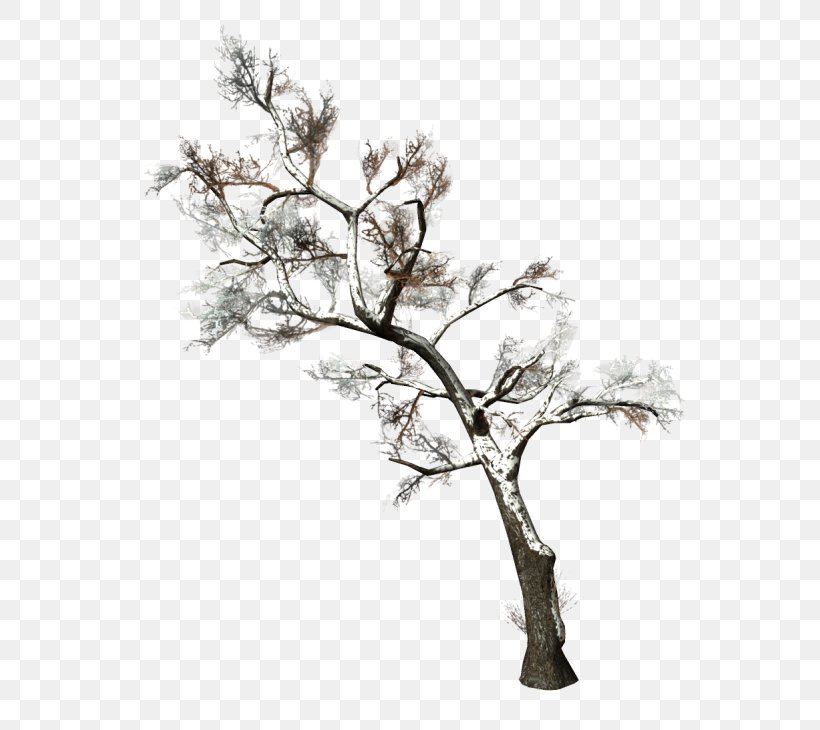 Twig Tree Branch Woody Plant Clip Art, PNG, 600x730px, Twig, Arecaceae, Black And White, Branch, Conifers Download Free