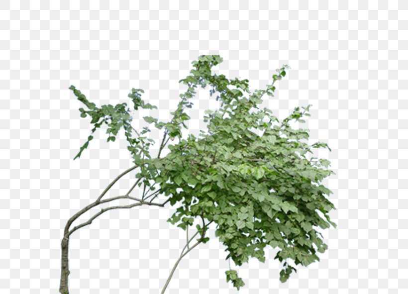 Twig Tree Download Computer File, PNG, 591x591px, Twig, Branch, Flower, Flowering Plant, Flowerpot Download Free