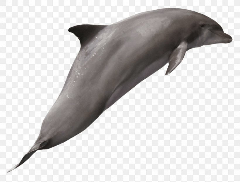 Common Bottlenose Dolphin Wholphin, PNG, 850x646px, Common Bottlenose Dolphin, Bottlenose Dolphin, Dolphin, Fauna, Fin Download Free