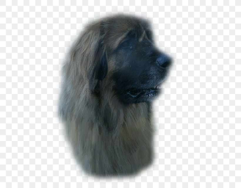 Estrela Mountain Dog Sarplaninac Leonberger Newfoundland Dog Dog Breed, PNG, 587x640px, Estrela Mountain Dog, Breed, Breed Group Dog, Carnivoran, Crossbreed Download Free