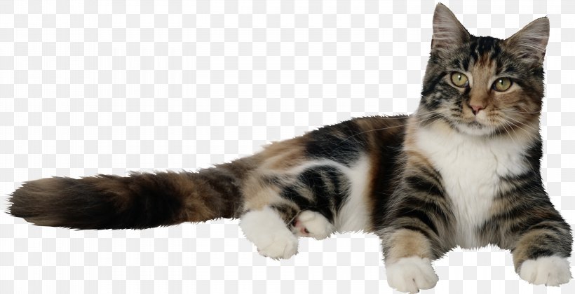 Cat Kitten Dog Squirrel Pet, PNG, 3000x1540px, Cat, Aegean Cat, American Shorthair, American Wirehair, Black Cat Download Free