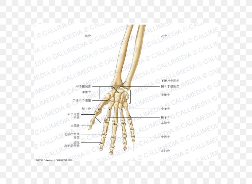 Finger Bone Carpometacarpal Joint Forearm, PNG, 600x600px, Watercolor, Cartoon, Flower, Frame, Heart Download Free
