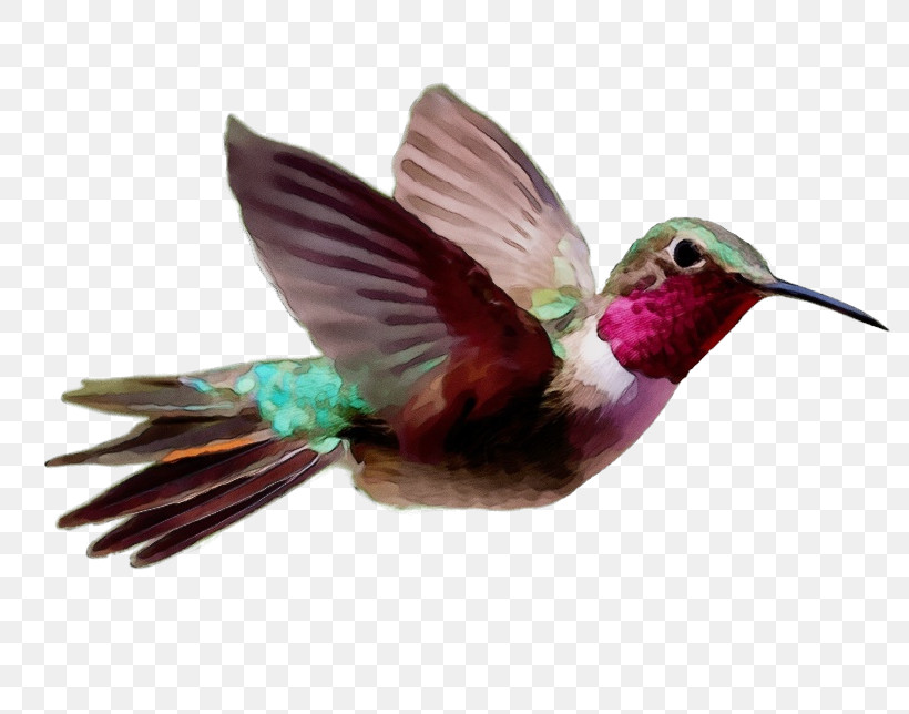 Hummingbird, PNG, 800x644px, Watercolor, Beak, Bird, Coraciiformes, Feather Download Free