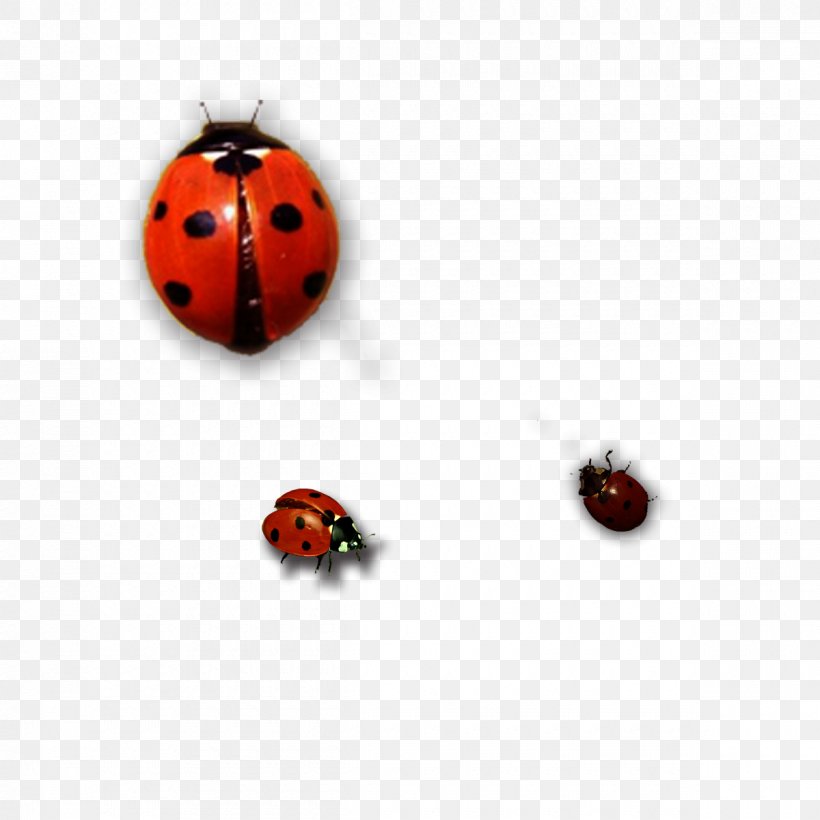 Ladybird Insect, PNG, 1200x1200px, Ladybird, Arthropod, Beetle, Gratis, Insect Download Free