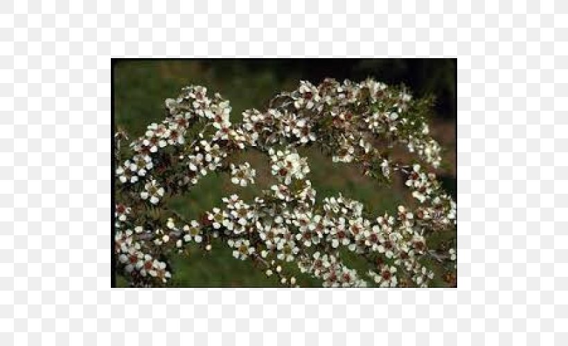 Leptospermum Juniperinum Leptospermum Laevigatum Plant Stem Leaf Viburnum, PNG, 500x500px, Leptospermum Laevigatum, Bladnerv, Flower, Flowering Plant, Green Download Free