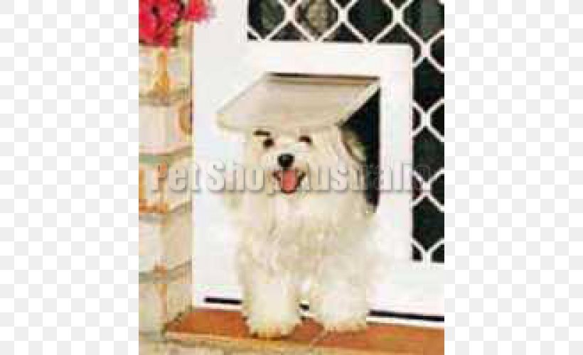 Maltese Dog Havanese Dog Coton De Tulear Cat West Highland White Terrier, PNG, 500x500px, Maltese Dog, Bichon, Carnivoran, Cat, Companion Dog Download Free