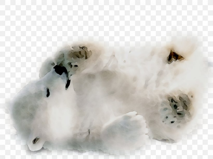 Polar Bear Cat Dog Desktop Wallpaper, PNG, 1125x844px, Polar Bear, Animal, Bear, Bengal Tiger, Canidae Download Free