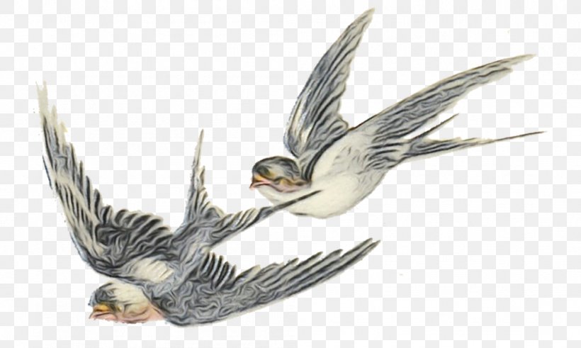 Bird Wing Northern Harrier Tern Beak, PNG, 1001x600px, Watercolor, Beak, Bird, European Swallow, Falconiformes Download Free