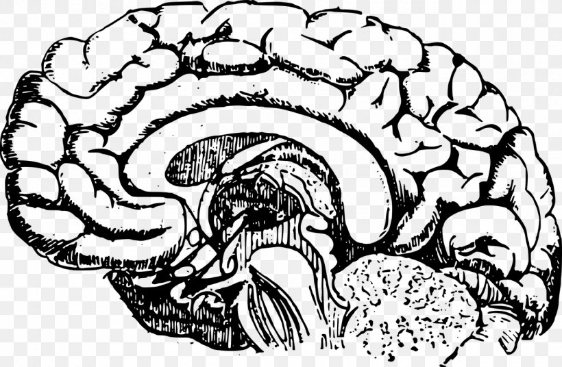 Brain Mapping Traumatic Brain Injury Human Brain, PNG, 1280x837px, Watercolor, Cartoon, Flower, Frame, Heart Download Free