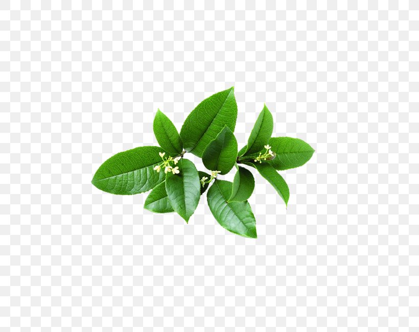 Nanjing Salted Duck Download Osmanthus Fragrans Var. Aurantiacus, PNG, 650x650px, Nanjing Salted Duck, Client, Coreldraw, Devilwood, Leaf Download Free