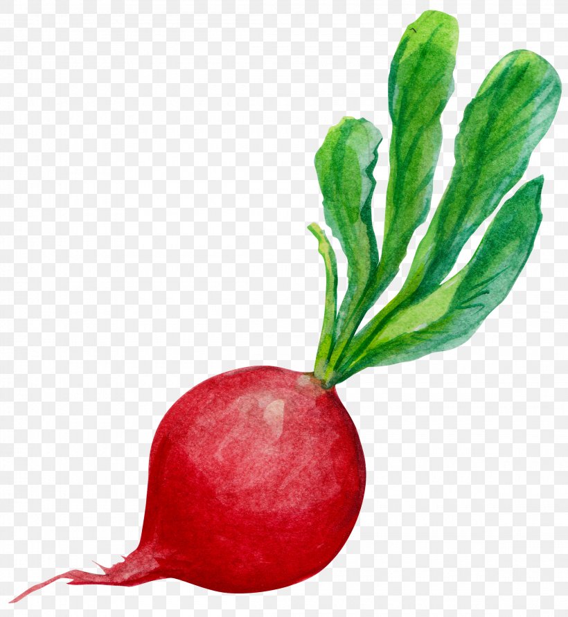 Radish Carrot Clip Art, PNG, 2300x2500px, Radish, Beet, Beetroot, Carrot, Diet Food Download Free