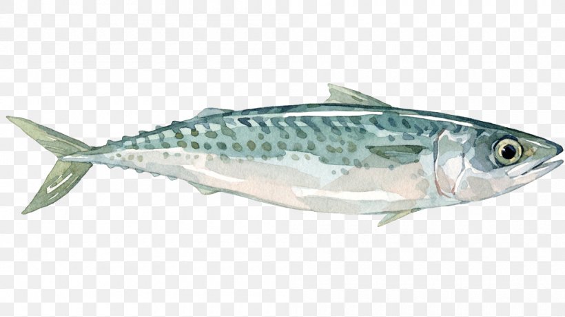 Sardine Mackerel Fish Products Anchovy Oily Fish, PNG, 1000x563px, Sardine, Anchovy, Biology, Bonito, Bony Fish Download Free