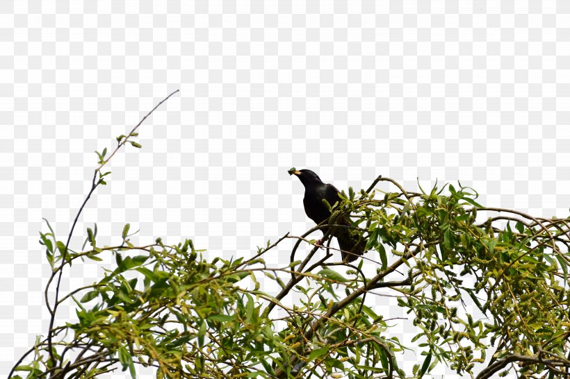 Shrub Bird Clip Art, PNG, 6000x4000px, Shrub, Beak, Bird, Bird Nest, Branch Download Free