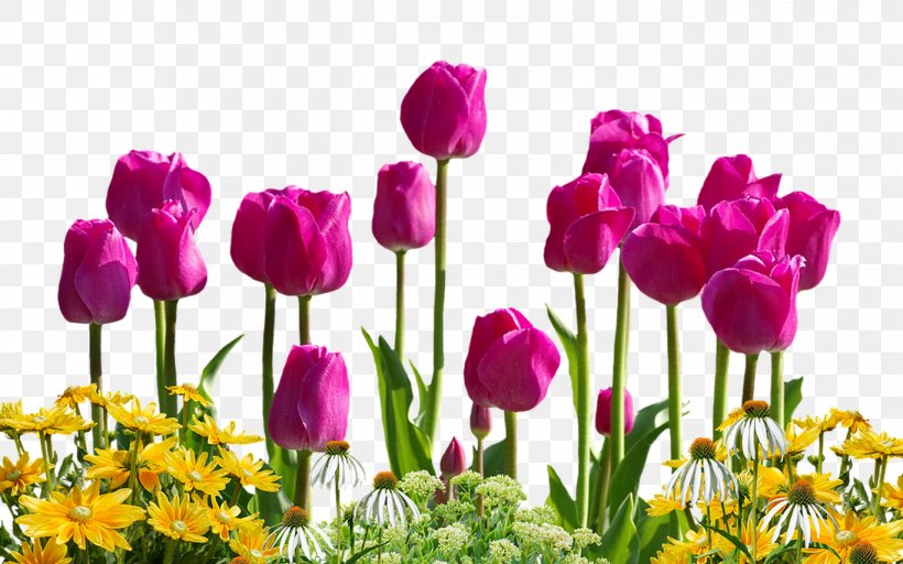 Tulip Flower Clip Art, PNG, 1368x855px, Tulip, Birth Flower, Cut Flowers, Floristry, Flower Download Free