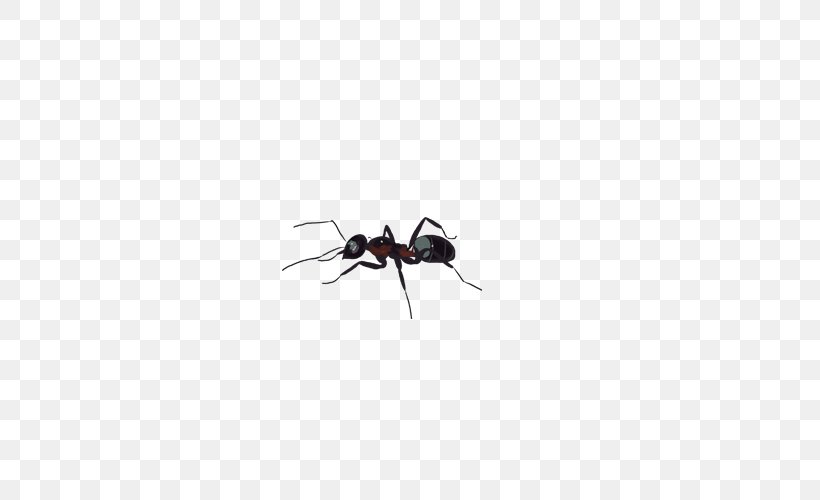 Black Garden Ant Insect Tupolev ANT-2, PNG, 500x500px, Ant, Animal, Arthropod, Black Garden Ant, Fly Download Free