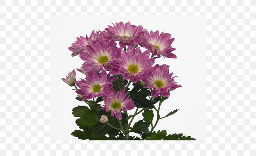 Chrysanthemum Flower Transvaal Daisy Garden Roses Novopolotsk, PNG, 500x500px, Chrysanthemum, Annual Plant, Aster, Chrysanths, Cultivar Download Free