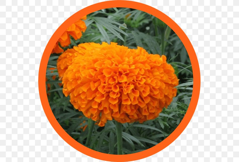 Lutein Mexican Marigold Food Kemin Industries Ingredient, PNG, 557x556px, Lutein, Annual Plant, Antioxidant, Calendula, Chrysanthemum Download Free