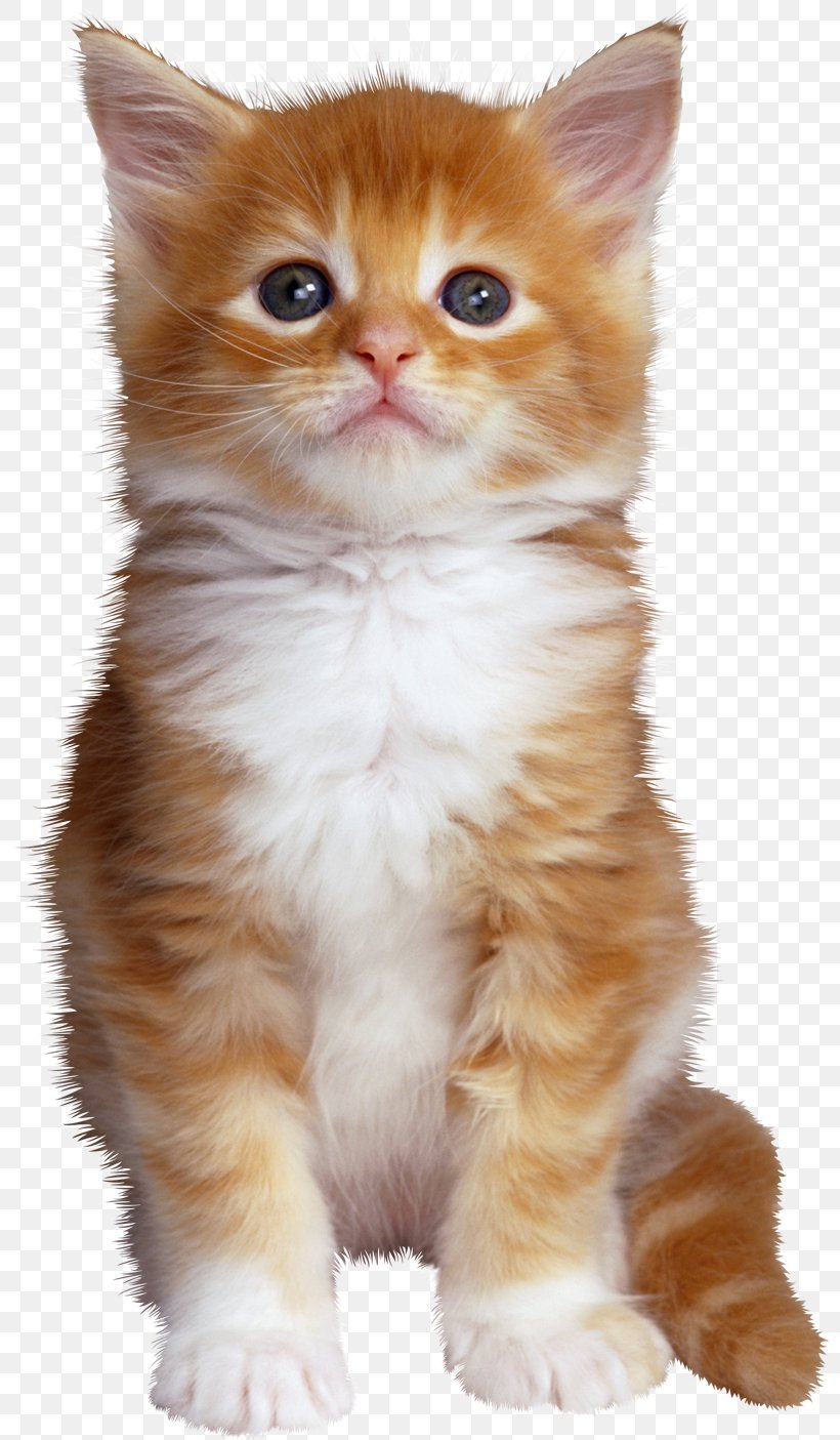 Wildcat Kitten Pet Dog, PNG, 800x1405px, Cat, Aegean Cat, American Wirehair, Animal, Aquarium Download Free