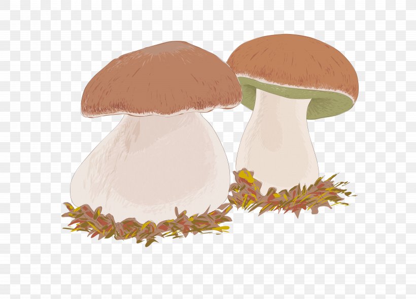 Boletus Edulis Edible Mushroom Drawing, PNG, 6795x4887px, Boletus Edulis, Boletus, Cep, Chanterelle, Common Mushroom Download Free